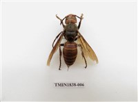 藏品(中華大虎頭蜂)的圖片